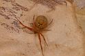 Uloborus_ZZ625_D7985_Z_89_North Stradbroke island_Australie